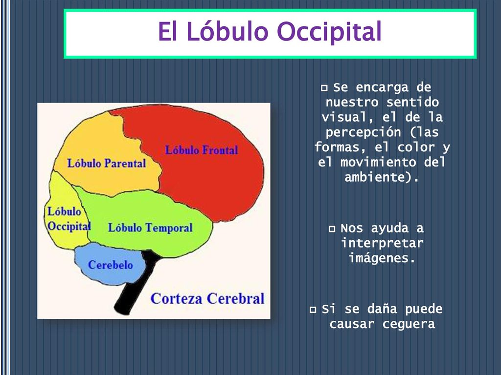 Nos ayuda a interpretar imágenes. Si se daña puede causar ceguera
