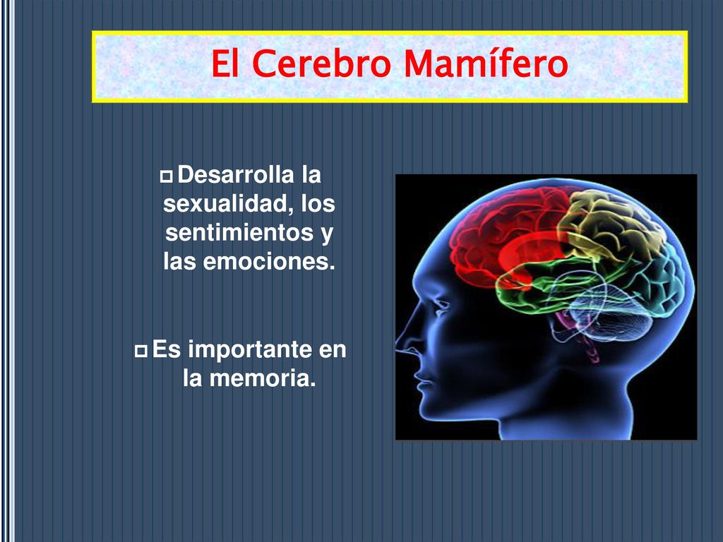 El Cerebro Mamífero Desarrolla la sexualidad, los sentimientos y las emociones.