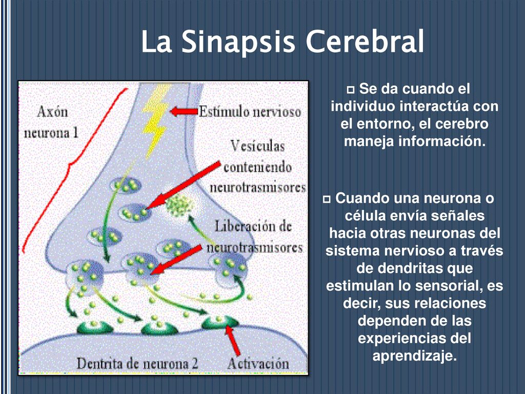 La Sinapsis Cerebral Se da cuando el individuo interactúa con el entorno, el cerebro maneja información.