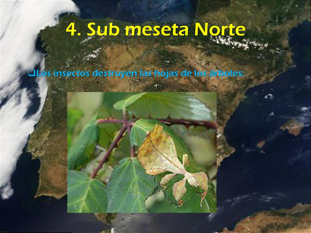 4. Sub meseta Norte Los insectos destruyen las hojas de los árboles: