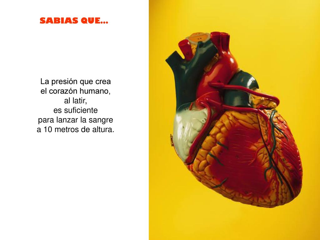 La presión que crea el corazón humano, al latir, es suficiente.