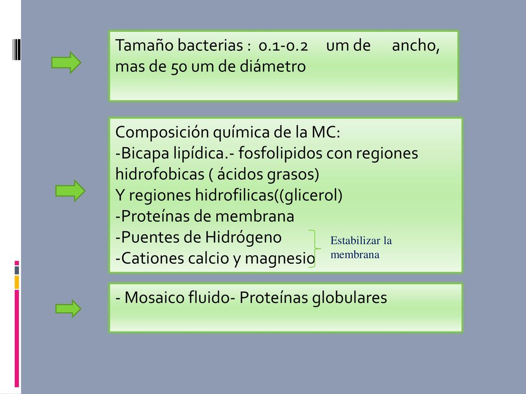 Tamaño bacterias : um de ancho, mas de 50 um de diámetro