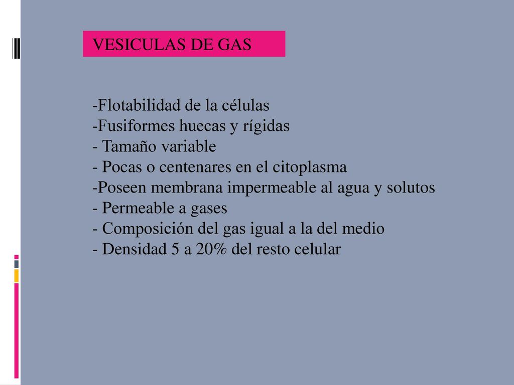 VESICULAS DE GAS Flotabilidad de la células. Fusiformes huecas y rígidas. Tamaño variable. Pocas o centenares en el citoplasma.