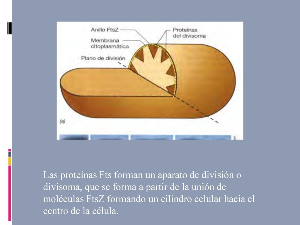 Las proteínas Fts forman un aparato de división o divisoma, que se forma a partir de la unión de moléculas FtsZ formando un cilindro celular hacia el centro de la célula.