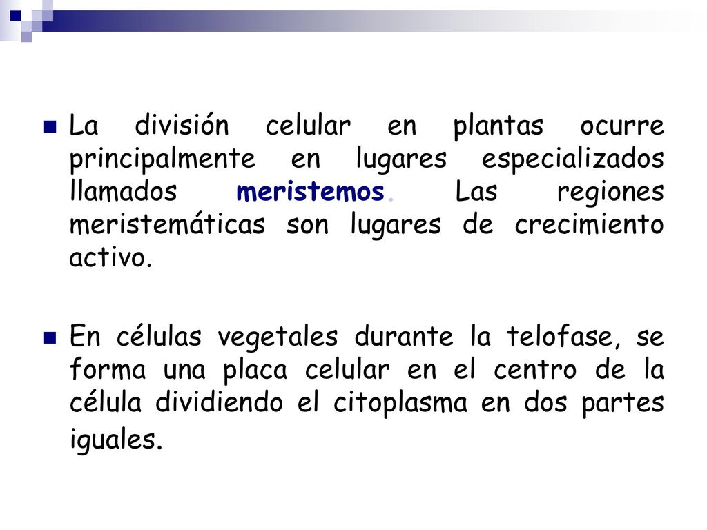 La división celular en plantas ocurre principalmente en lugares especializados llamados meristemos. Las regiones meristemáticas son lugares de crecimiento activo.
