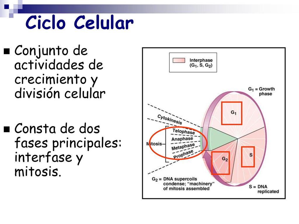 Ciclo Celular Conjunto de actividades de crecimiento y división celular.