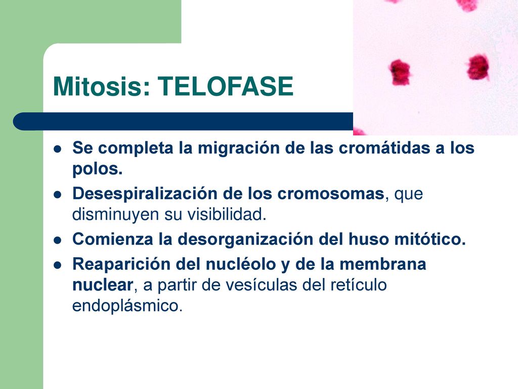 Mitosis: TELOFASE Se completa la migración de las cromátidas a los polos. Desespiralización de los cromosomas, que disminuyen su visibilidad.