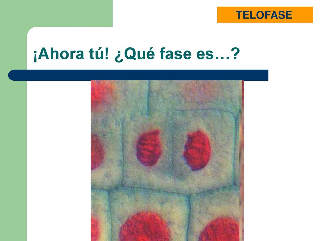 ANAFASE TELOFASE PROFASE METAFASE INTERFASE ¡Ahora tú! ¿Qué fase es…