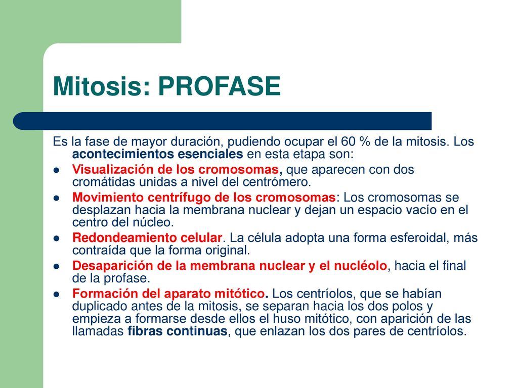 Mitosis: PROFASE Es la fase de mayor duración, pudiendo ocupar el 60 % de la mitosis. Los acontecimientos esenciales en esta etapa son: