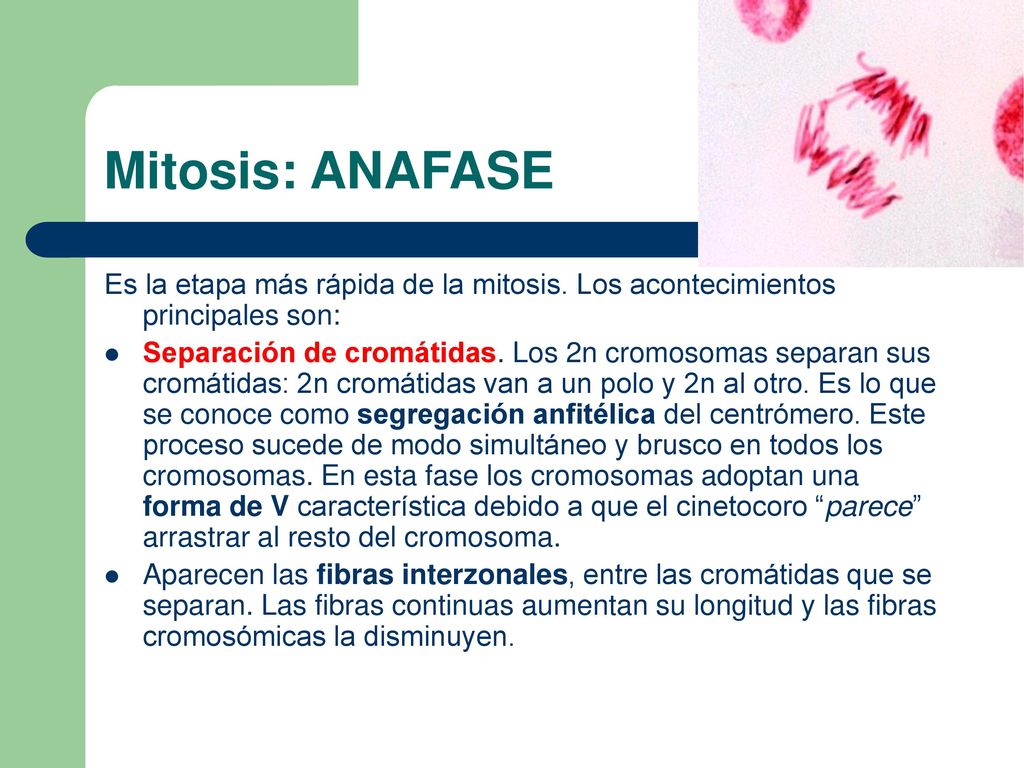 Mitosis: ANAFASE Es la etapa más rápida de la mitosis. Los acontecimientos principales son: