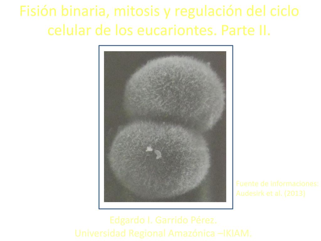Fisión binaria, mitosis y regulación del ciclo celular de los eucariontes. Parte II.