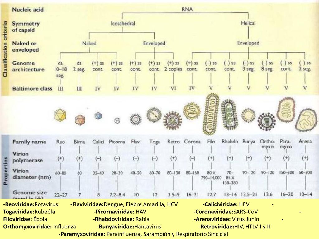 -Reoviridae:Rotavirus -Flaviviridae:Dengue, Fiebre Amarilla, HCV -Caliciviridae: HEV -Togaviridae:Rubeóla -Picornaviridae: HAV -Coronaviridae:SARS-CoV -Filoviridae: Ébola -Rhabdoviridae: Rabia -Arenaviridae: Virus Junín -Orthomyxoviridae: Influenza -Bunyaviridae:Hantavirus -Retroviridae:HIV, HTLV-I y II