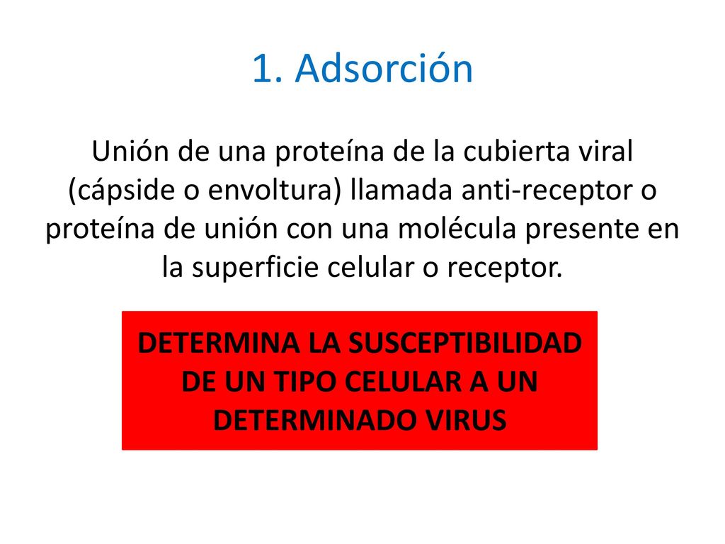 DETERMINA LA SUSCEPTIBILIDAD DE UN TIPO CELULAR A UN DETERMINADO VIRUS