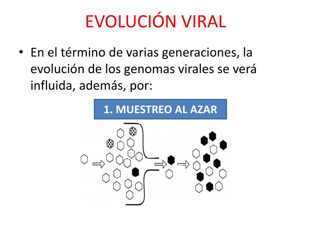 EVOLUCIÓN VIRAL En el término de varias generaciones, la evolución de los genomas virales se verá influida, además, por:
