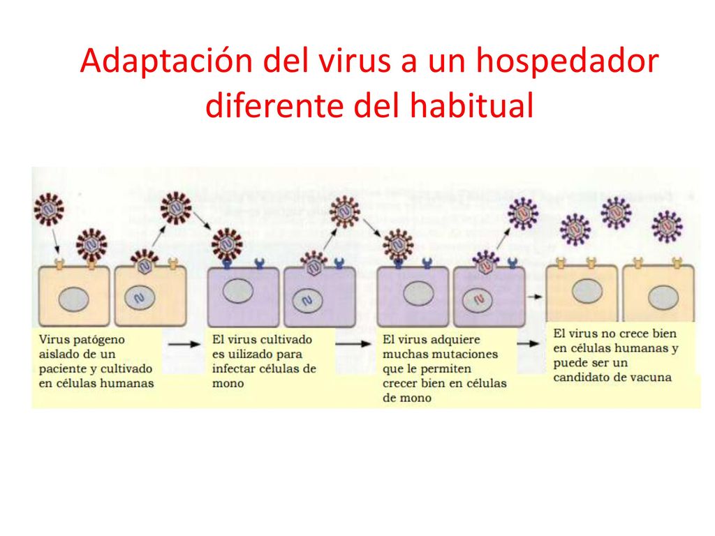 Adaptación del virus a un hospedador diferente del habitual