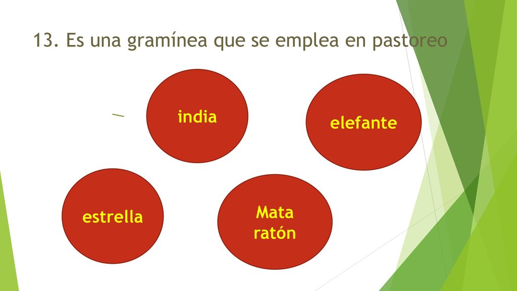 13. Es una gramínea que se emplea en pastoreo