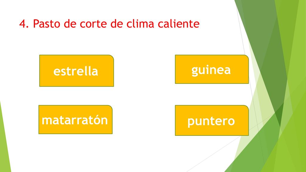 4. Pasto de corte de clima caliente