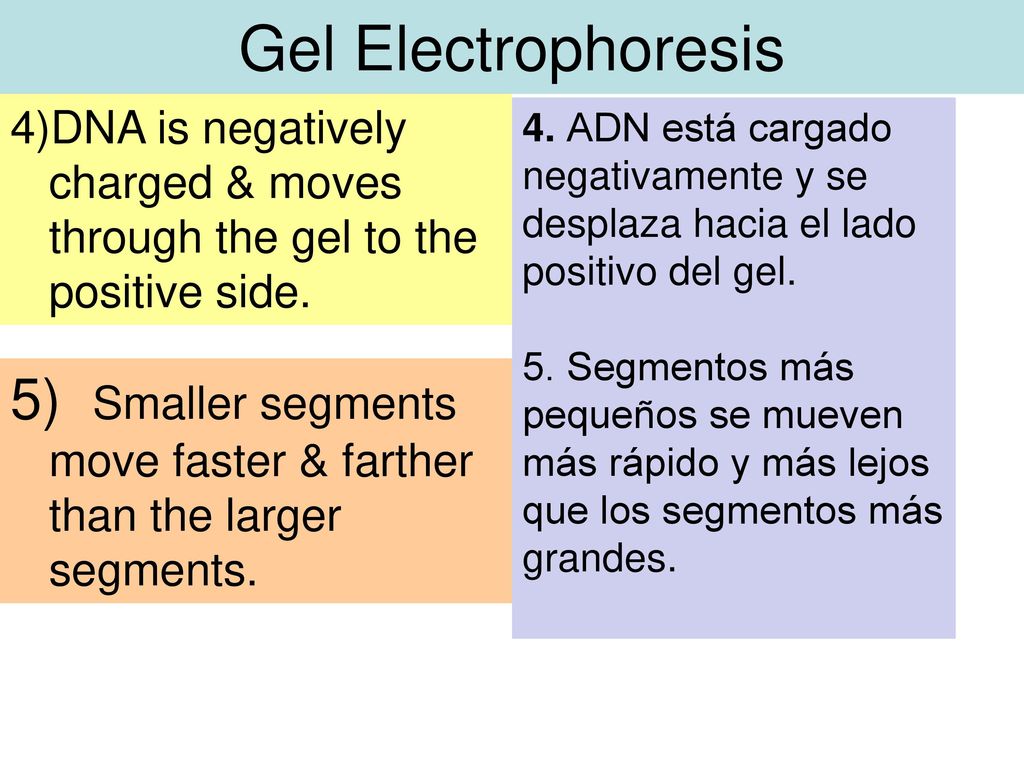 Gel Electrophoresis DNA is negatively charged & moves through the gel to the positive side.