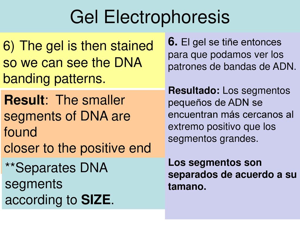 Gel Electrophoresis 6) The gel is then stained so we can see the DNA banding patterns.