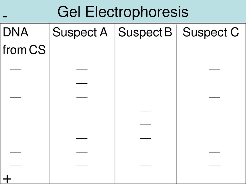 - + Gel Electrophoresis DNA Suspect A Suspect B Suspect C from CS