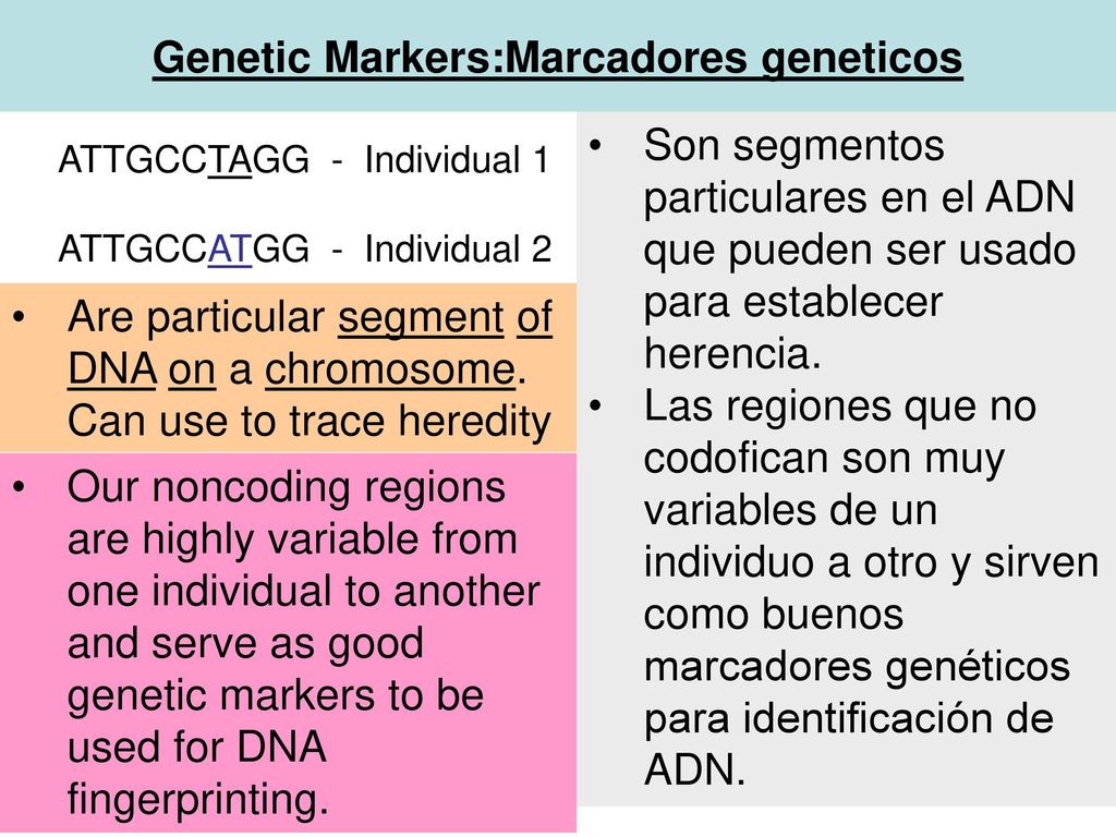 Genetic Markers:Marcadores geneticos