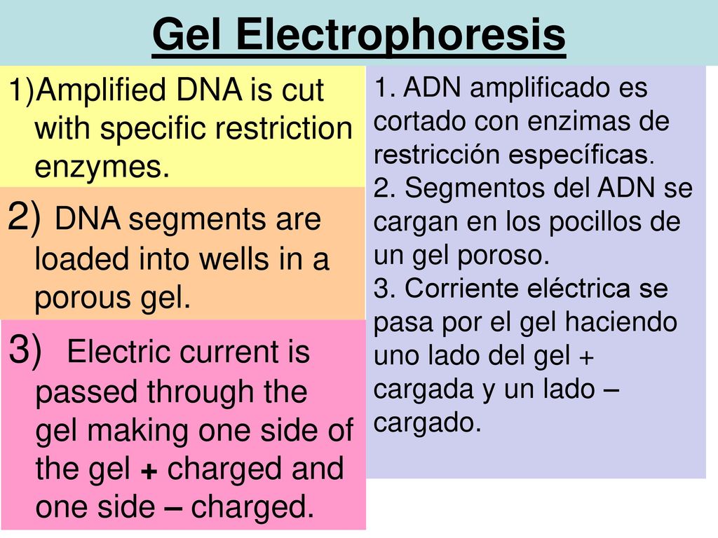 Gel Electrophoresis Amplified DNA is cut with specific restriction enzymes. 1. ADN amplificado es cortado con enzimas de restricción específicas.