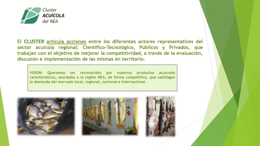 El CLUSTER articula acciones entre los diferentes actores representativos del sector acuícola regional: Científico-Tecnológico, Públicos y Privados, que trabajan con el objetivo de mejorar la competitividad, a través de la evaluación, discusión e implementación de las mismas en territorio.