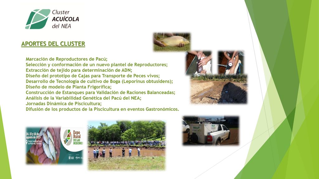 APORTES DEL CLUSTER Marcación de Reproductores de Pacú;