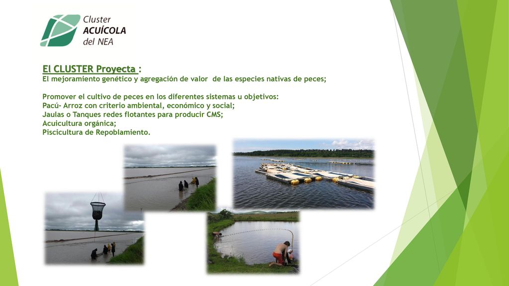 El CLUSTER Proyecta : El mejoramiento genético y agregación de valor de las especies nativas de peces;