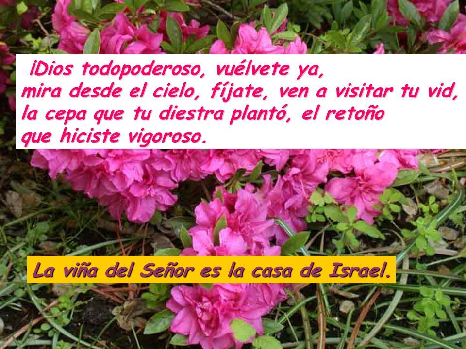 ¡Dios todopoderoso, vuélvete ya, mira desde el cielo, fíjate, ven a visitar tu vid, la cepa que tu diestra plantó, el retoño que hiciste vigoroso.