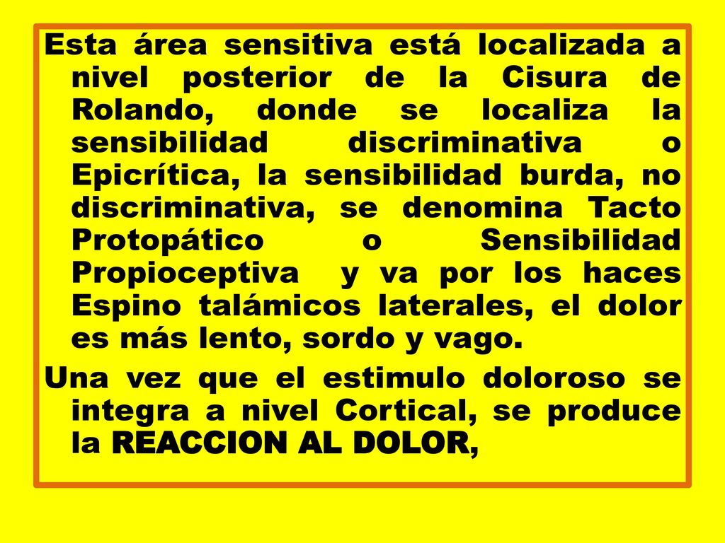 Esta área sensitiva está localizada a nivel posterior de la Cisura de Rolando, donde se localiza la sensibilidad discriminativa o Epicrítica, la sensibilidad burda, no discriminativa, se denomina Tacto Protopático o Sensibilidad Propioceptiva y va por los haces Espino talámicos laterales, el dolor es más lento, sordo y vago.