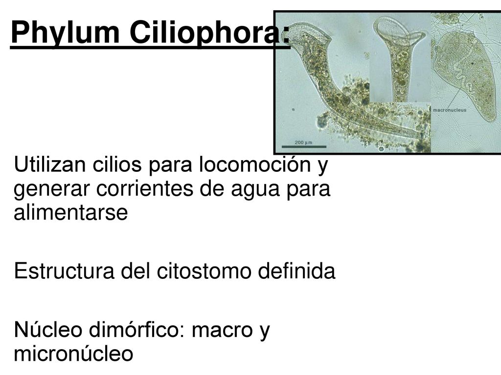 Phylum Ciliophora: Utilizan cilios para locomoción y generar corrientes de agua para alimentarse. Estructura del citostomo definida.