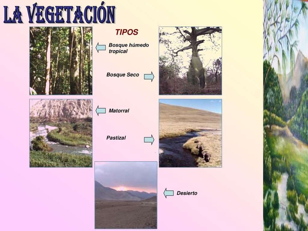 LA VEGETACIÓN TIPOS Bosque húmedo tropical Bosque Seco Matorral