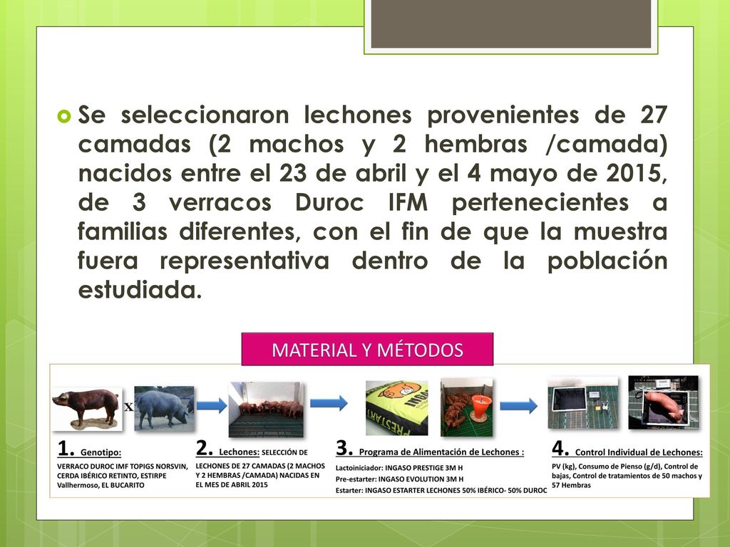 Se seleccionaron lechones provenientes de 27 camadas (2 machos y 2 hembras /camada) nacidos entre el 23 de abril y el 4 mayo de 2015, de 3 verracos Duroc IFM pertenecientes a familias diferentes, con el fin de que la muestra fuera representativa dentro de la población estudiada.