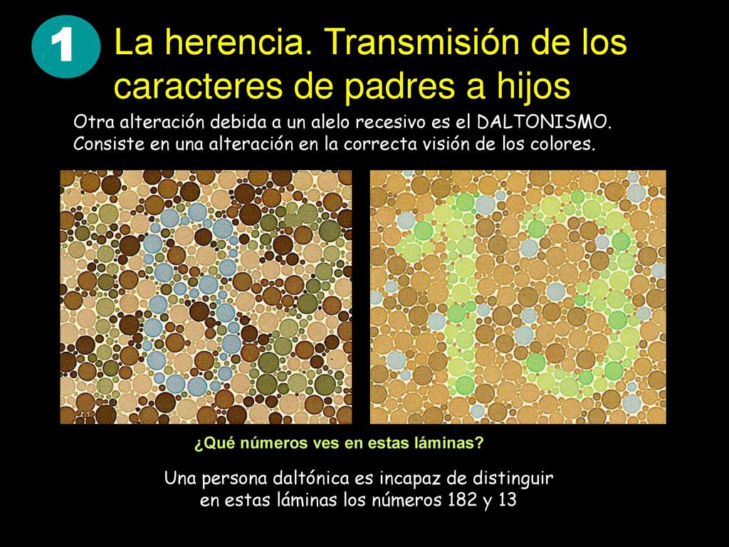 1 La herencia. Transmisión de los caracteres de padres a hijos