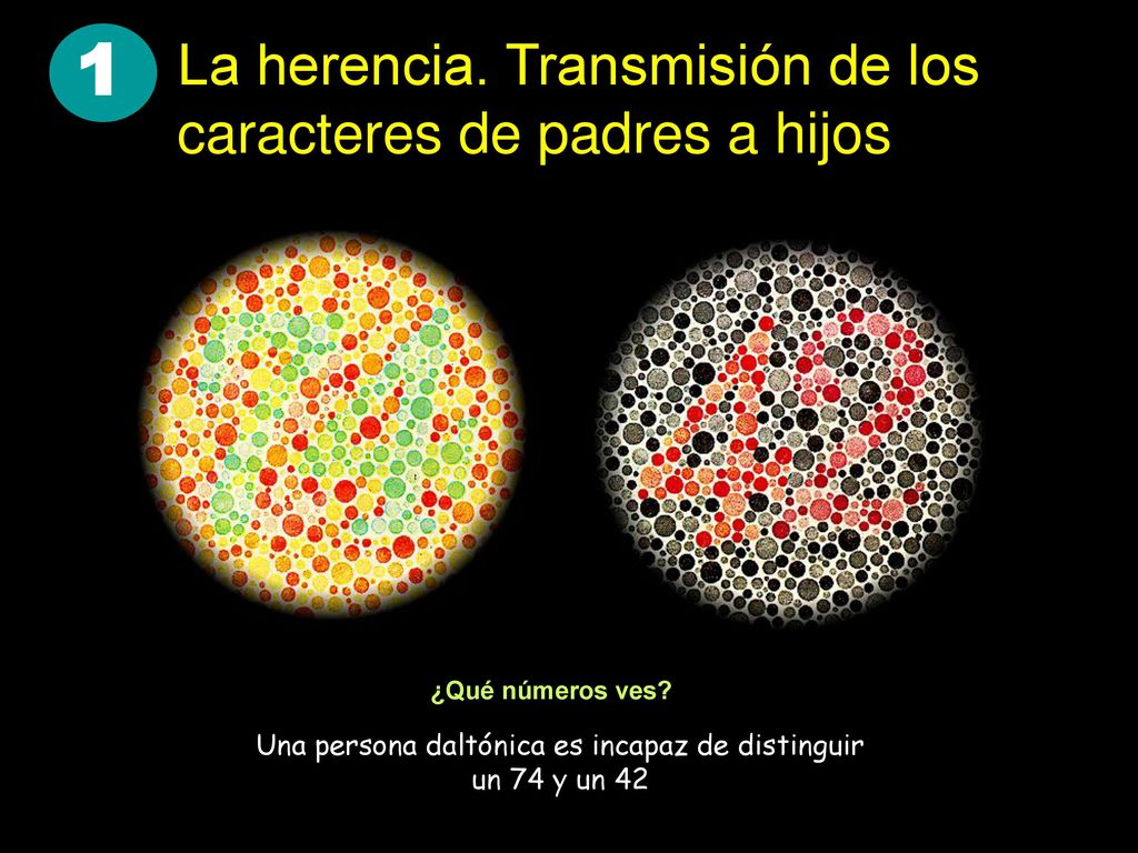 1 La herencia. Transmisión de los caracteres de padres a hijos