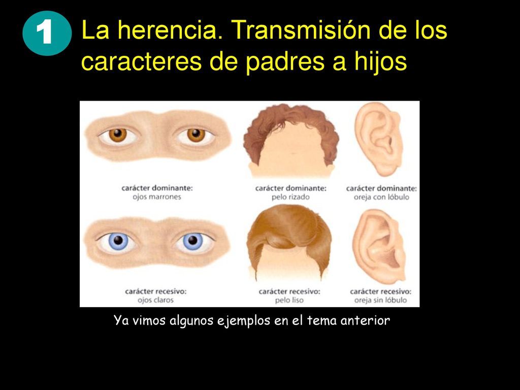 1 La herencia. Transmisión de los caracteres de padres a hijos