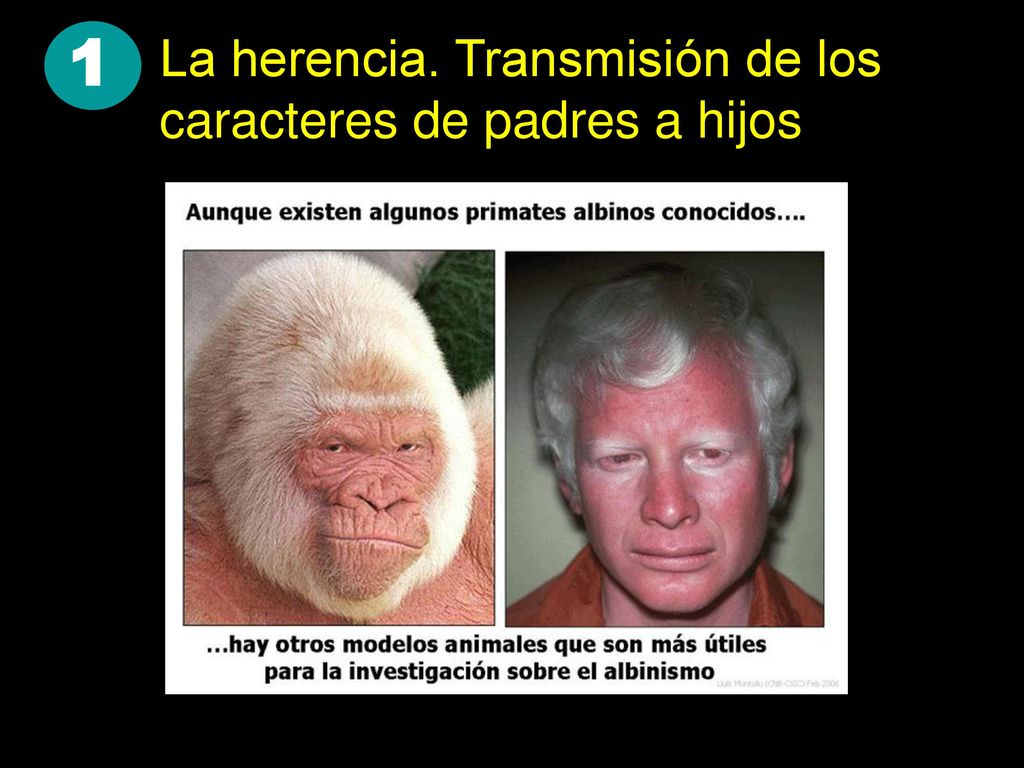1 La herencia. Transmisión de los caracteres de padres a hijos