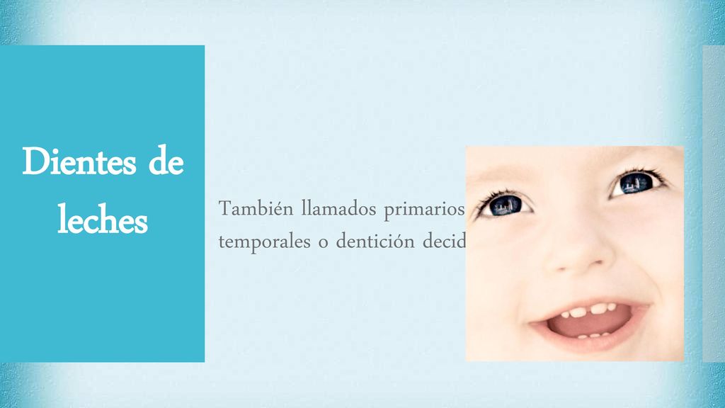 Dientes de leches También llamados primarios, temporales o dentición decidua.