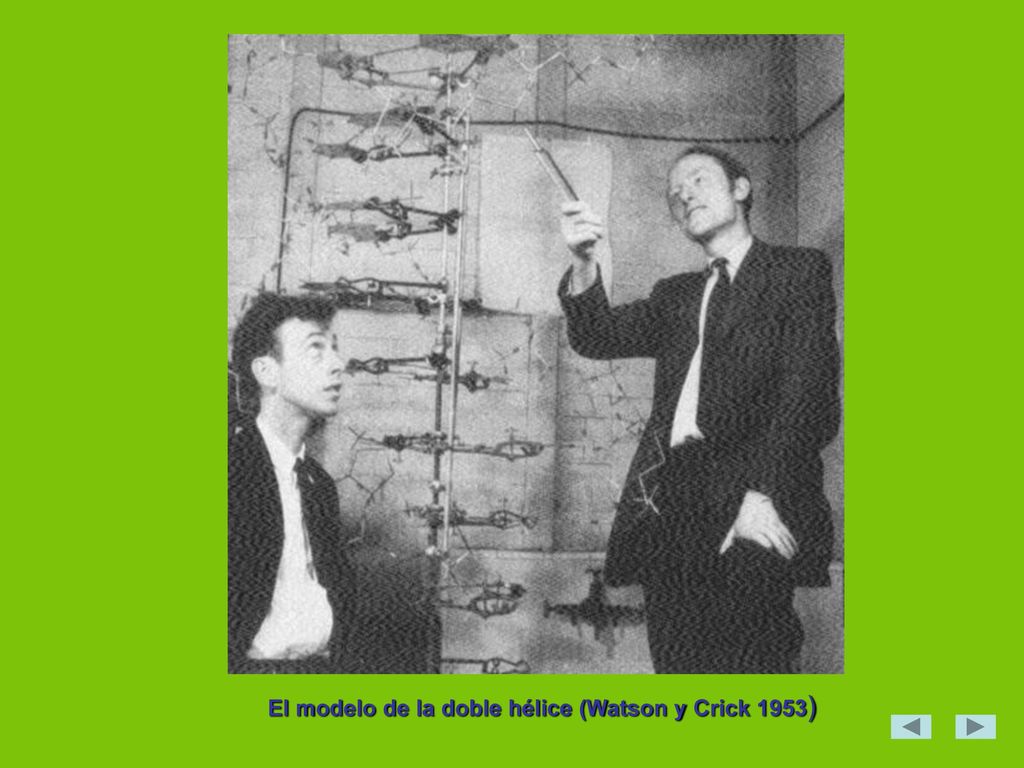 El modelo de la doble hélice (Watson y Crick 1953)
