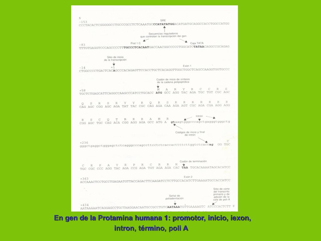 En gen de la Protamina humana 1: promotor, inicio, iexon,