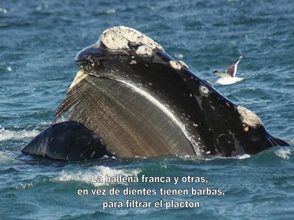 La ballena franca y otras, en vez de dientes tienen barbas,