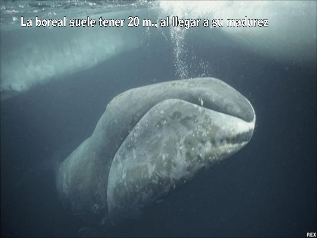 La boreal suele tener 20 m., al llegar a su madurez