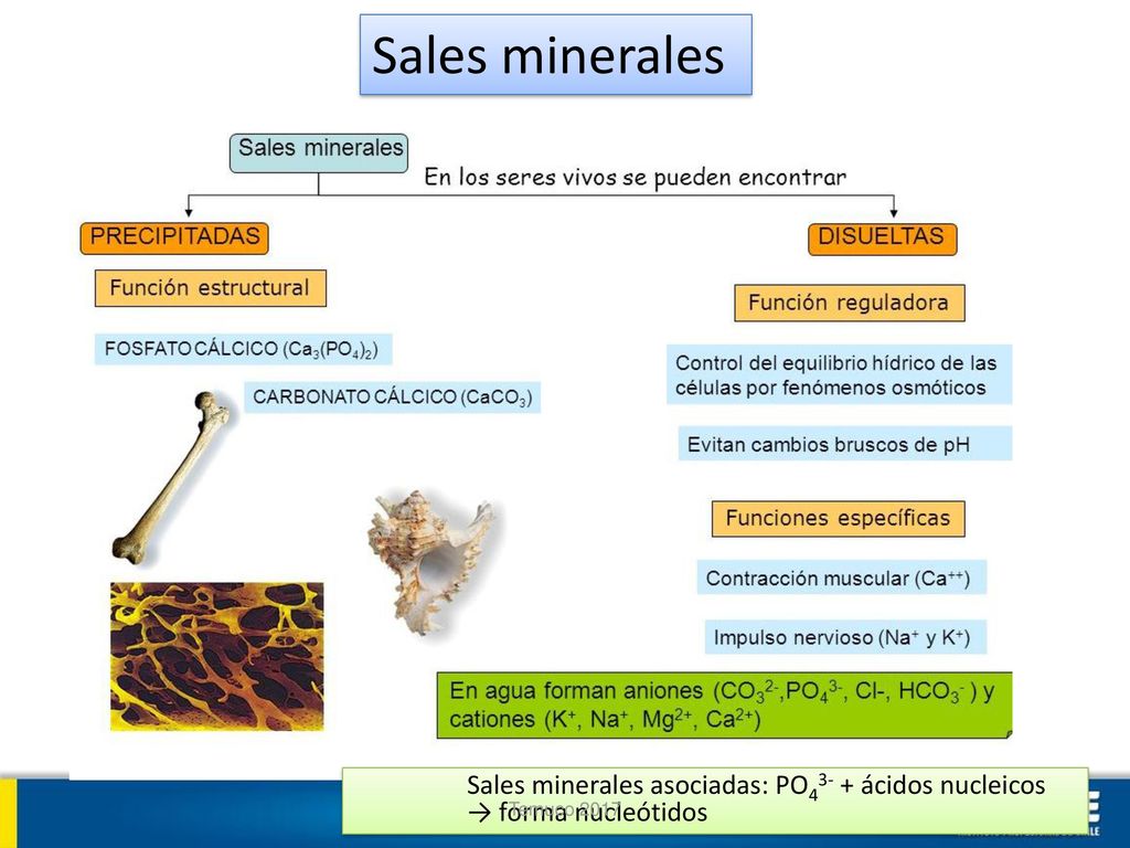 Sales minerales Sales minerales asociadas: PO43- + ácidos nucleicos → forma nucleótidos Temuco 2017