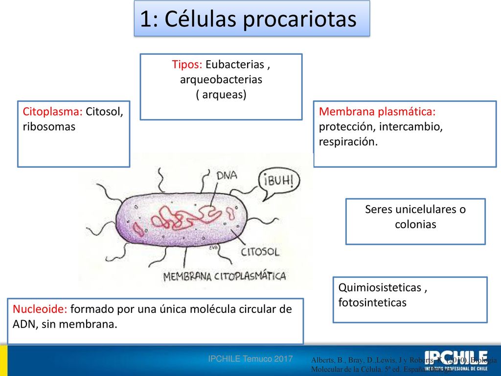 1: Células procariotas Tipos: Eubacterias , arqueobacterias ( arqueas)