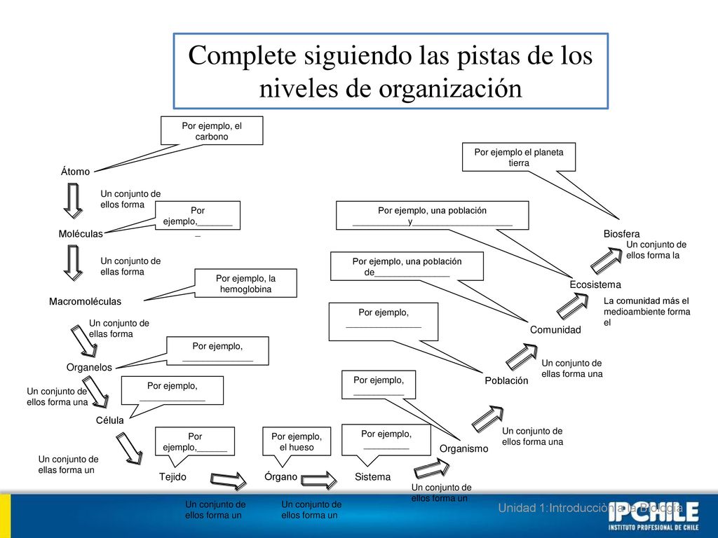 Complete siguiendo las pistas de los niveles de organización