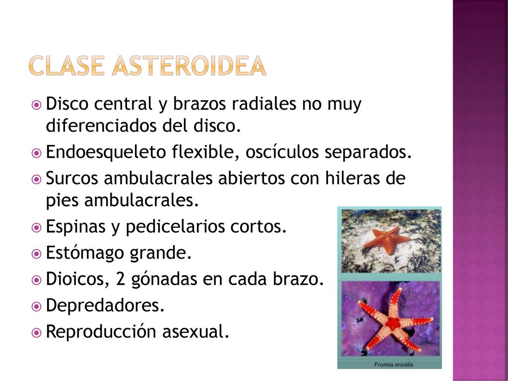 Clase asteroidea Disco central y brazos radiales no muy diferenciados del disco. Endoesqueleto flexible, oscículos separados.