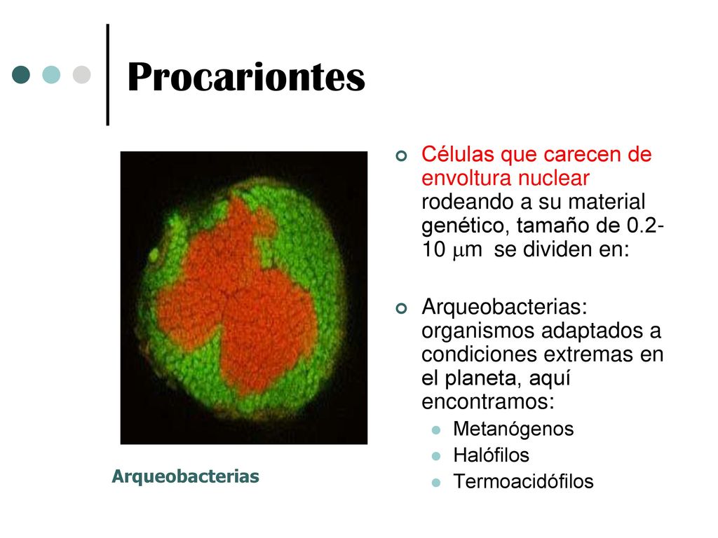 Procariontes Células que carecen de envoltura nuclear rodeando a su material genético, tamaño de mm se dividen en: