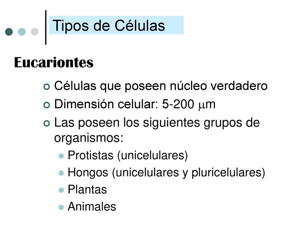 Tipos de Células Eucariontes Células que poseen núcleo verdadero