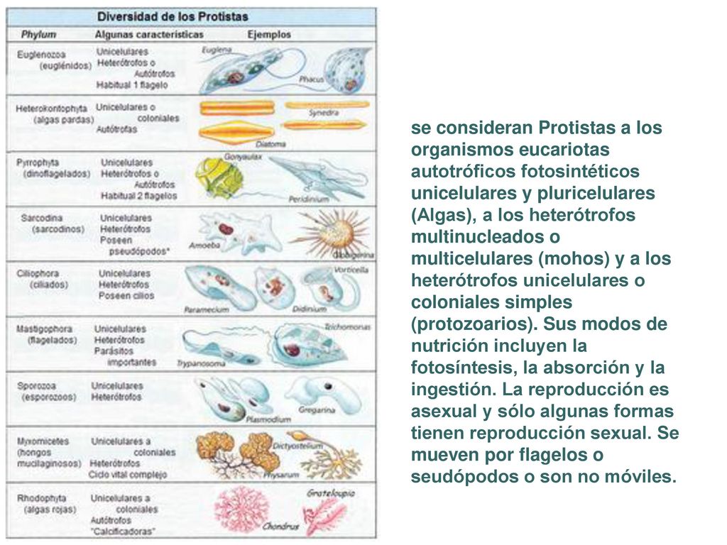 se consideran Protistas a los organismos eucariotas autotróficos fotosintéticos unicelulares y pluricelulares (Algas), a los heterótrofos multinucleados o multicelulares (mohos) y a los heterótrofos unicelulares o coloniales simples (protozoarios).
